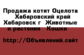 Продажа котят Оцелота. - Хабаровский край, Хабаровск г. Животные и растения » Кошки   